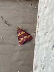Pyrausta tyralis