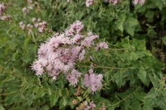Ageratina occidentalis