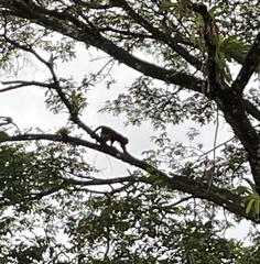 Alouatta palliata