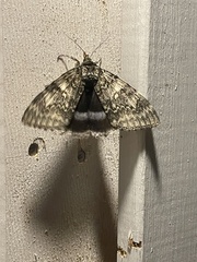 Catocala fraxini