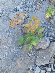 Lomatium