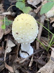 Amanita muscaria guessowii