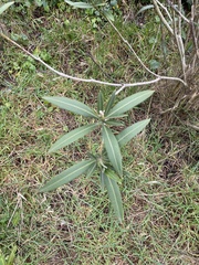 Nerium oleander