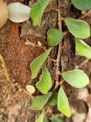 Pyrrosia