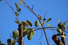 Paroaria capitata