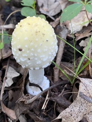Amanita muscaria guessowii