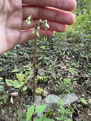 Nabalus serpentarius