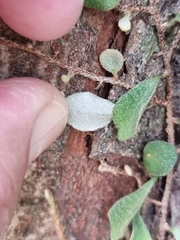 Pyrrosia