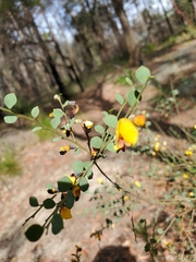 Bossiaea rhombifolia