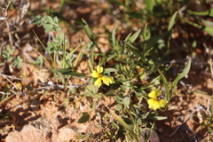Goodenia lunata