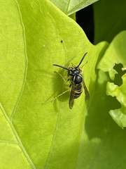 Vespula alascensis