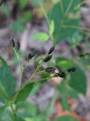 Cryptotaenia canadensis