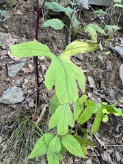 Nabalus serpentarius