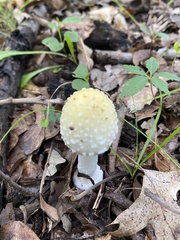 Amanita muscaria guessowii