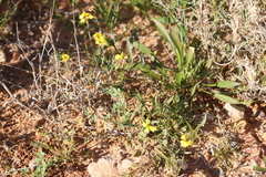 Goodenia lunata