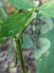 Cryptotaenia canadensis