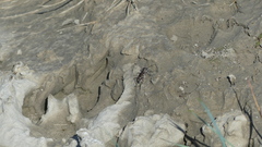 Cicindela repanda