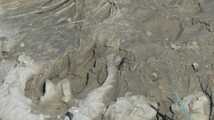 Cicindela repanda