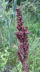 Rumex longifolius