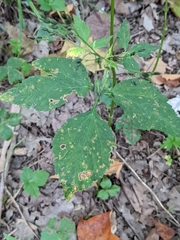 Cryptotaenia canadensis