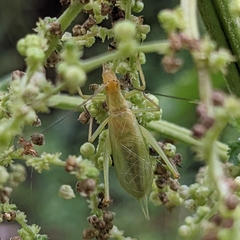 Oecanthus nigricornis