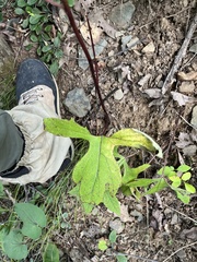 Nabalus serpentarius