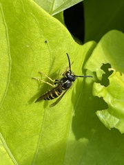Vespula alascensis