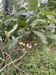 Cornus racemosa
