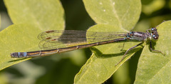 Ischnura cervula