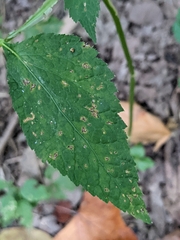 Cryptotaenia canadensis