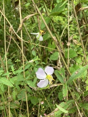 Rhexia mariana