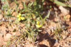 Goodenia lunata