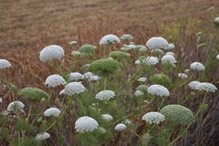Visnaga daucoides