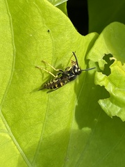 Vespula alascensis