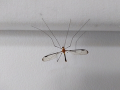 Aurotipula clara