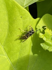 Vespula alascensis