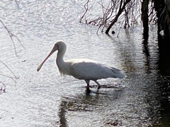 Platalea flavipes