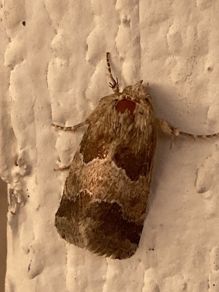 Schinia hanga