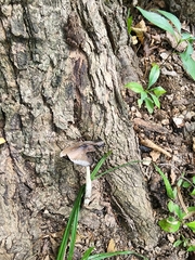 Coprinopsis insignis