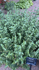 Tradescantia fluminensis