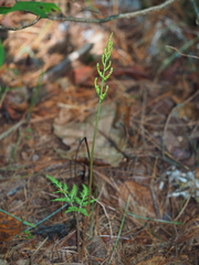 Sceptridium dissectum dissectum