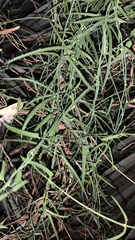 Funastrum heterophyllum