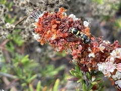 Parancistrocerus declivatus