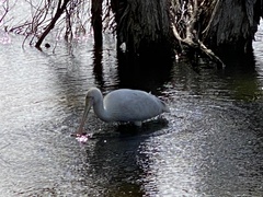 Platalea flavipes