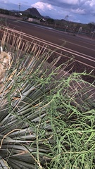 Funastrum heterophyllum