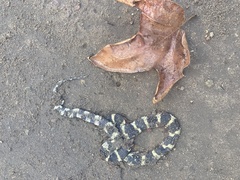 Lampropeltis californiae