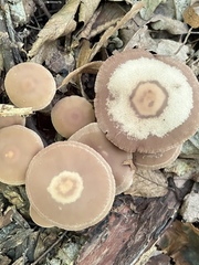 Psathyrella piluliformis