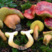 Hortiboletus coccyginus - Photo (c) noah_siegel, some rights reserved (CC BY-NC-SA), uploaded by noah_siegel