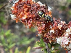 Parancistrocerus declivatus