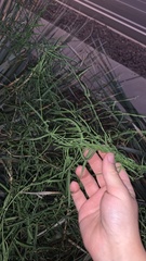 Funastrum heterophyllum